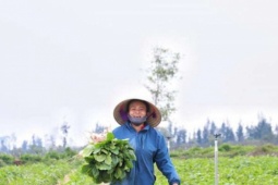 Ra đồng cát trắng nhổ thứ củ trắng như bạch ngọc, ví như sâm người nghèo, dân xã này ở Hà Tĩnh bán hết veo