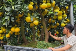 Cận cảnh chậu bưởi Diễn giá 150 triệu đồng tại TP.HCM