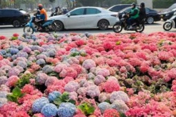 Ngỡ ngàng Đà Lạt thu nhỏ giữa lòng Thủ đô: Dải hoa cẩm tú cầu bất ngờ nở rực rỡ trên đường phố Hà Nội