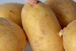 Những món ăn nguy hiểm có thể gây ngộ độc bạn cần biết