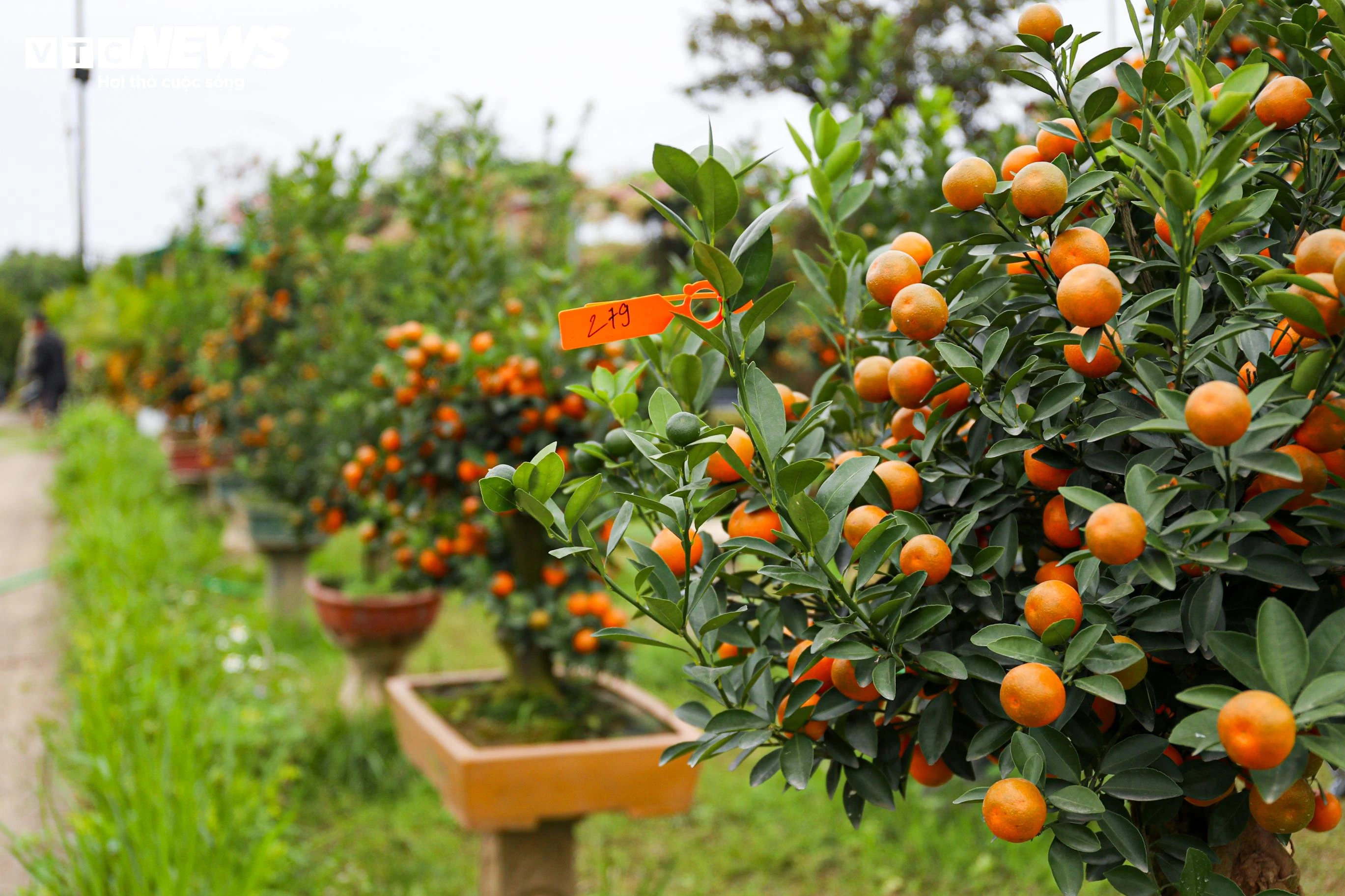 Dù còn hơn một tháng nữa mới đến Tết Bính Ngọ 2026, nhiều cây quất gỗ lũa đã được khách hàng đặt mua trước.