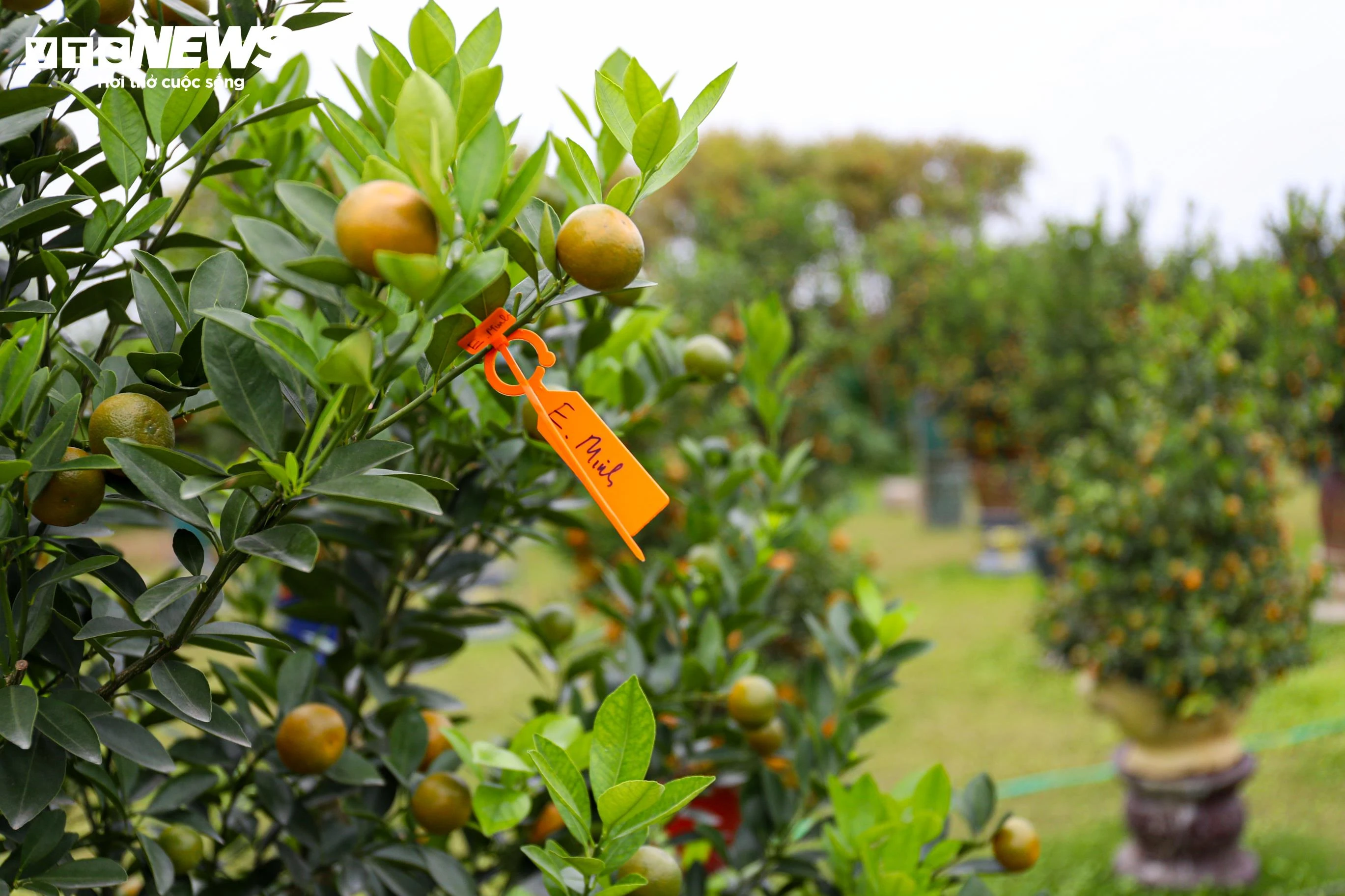 Dù còn hơn một tháng nữa mới đến Tết Bính Ngọ 2026, nhiều cây quất gỗ lũa đã được khách hàng đặt mua trước.