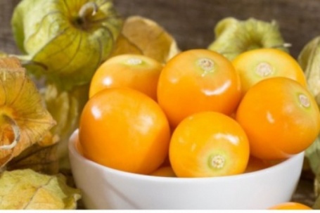 Từ cỏ dại ven đường thành đặc sản “đèn lồng” giá tiền triệu mỗi sào