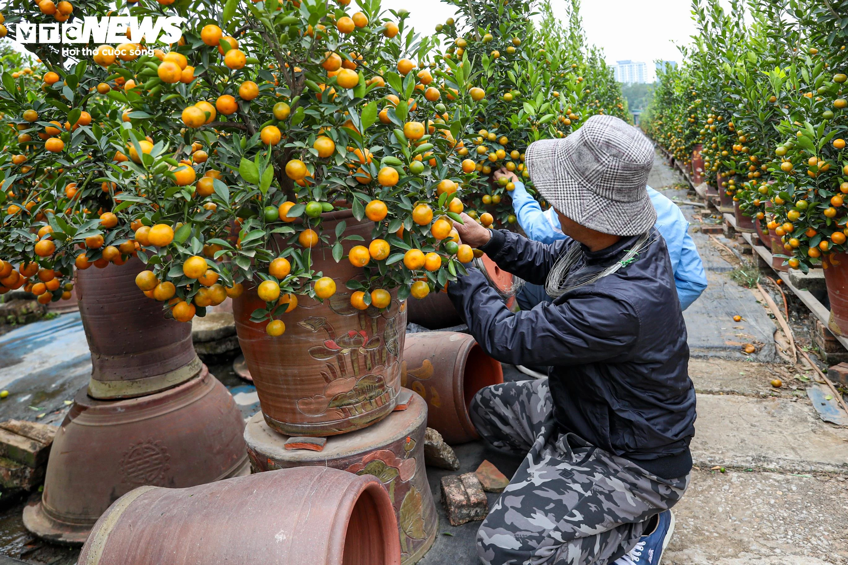 Người dân tất bật chăm sóc, vận chuyển quất.