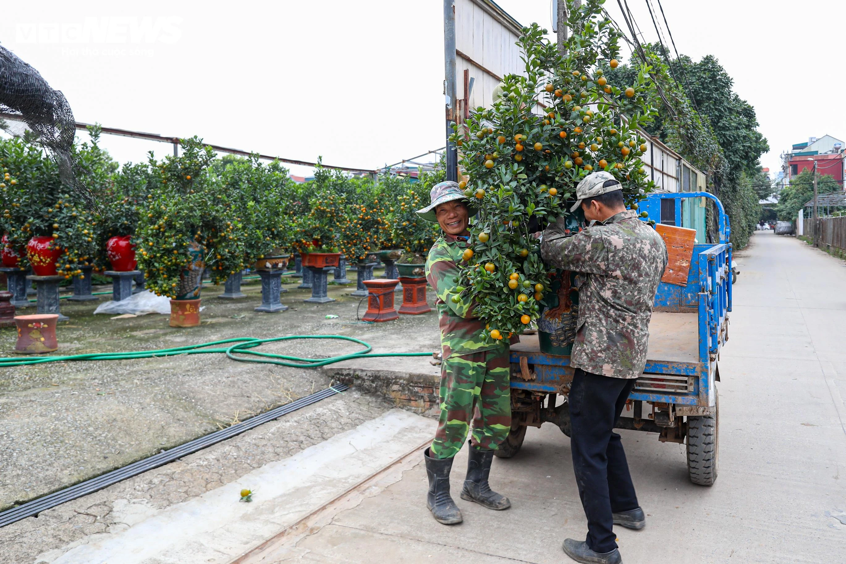 Người dân tất bật chăm sóc, vận chuyển quất.
