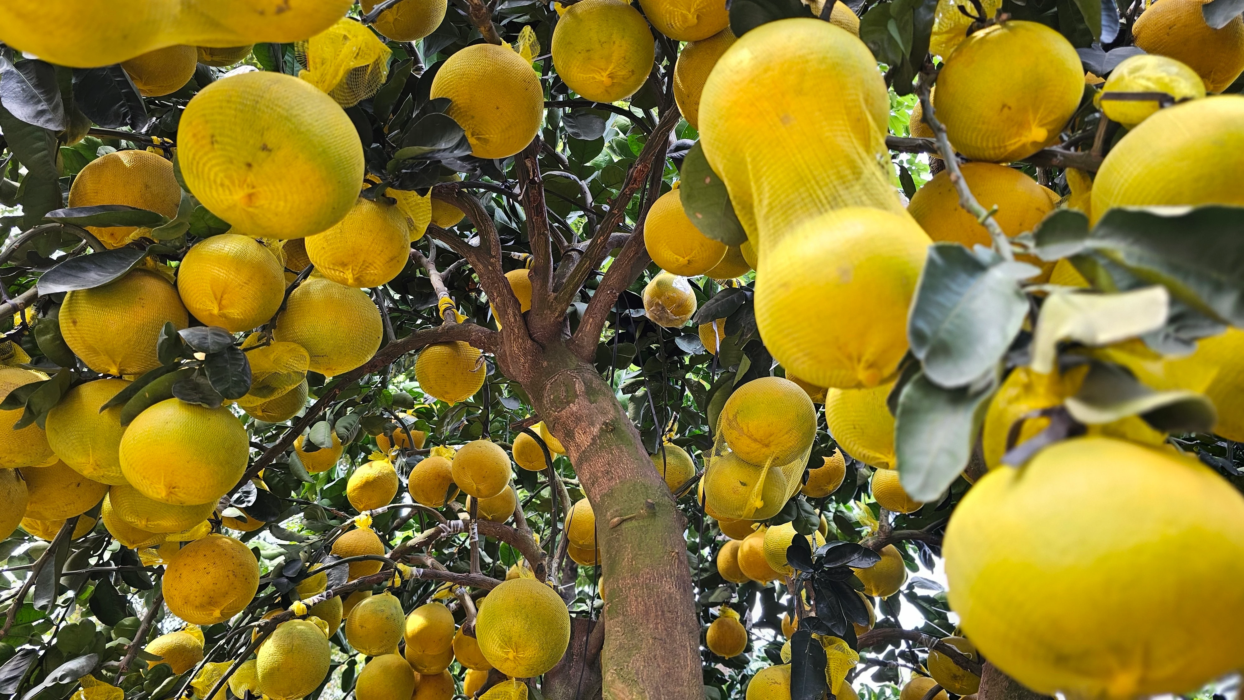 Để đưa được “siêu cây” này từ miền Bắc vào TP.HCM, nhà vườn phải dùng các cọc tre được dùng để đôn lưới giữa tán, đồng thời các ngọn cao được kéo áp sát vào thân cây bằng dây cố định và đưa lên xe. Khi đến nơi, dây được tháo ra, các cành tự bung trở lại, gần như không ảnh hưởng đến dáng cây ban đầu.