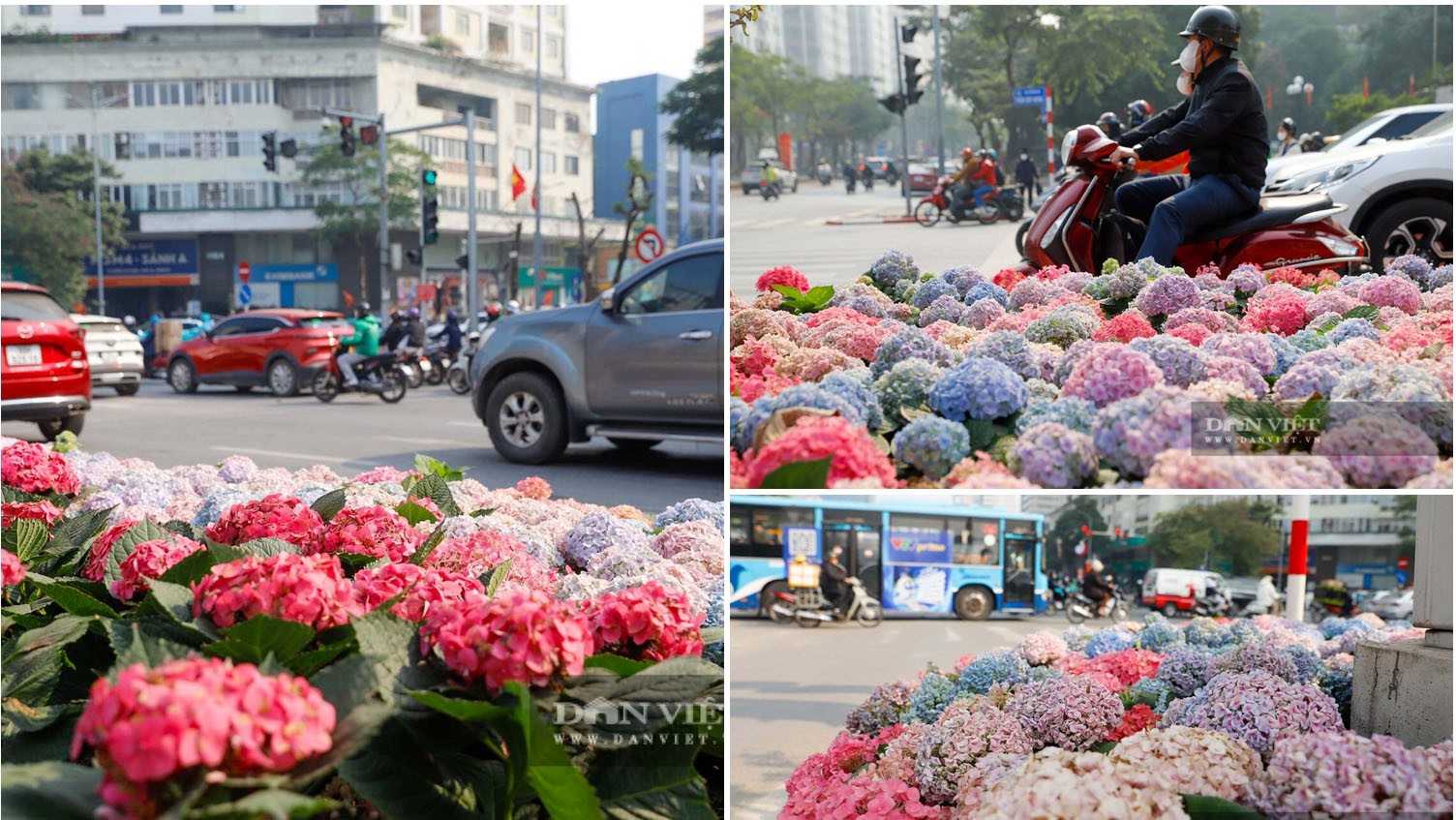 Ngỡ ngàng Đà Lạt thu nhỏ giữa lòng Thủ đô: Dải hoa cẩm tú cầu bất ngờ nở rực rỡ trên đường phố Hà Nội - 5