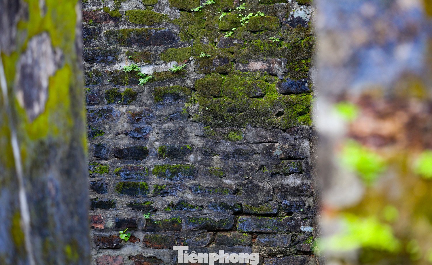 Từ mái ngói đến những cột gỗ lớn ở chánh điện hay những bức bình phong, tượng linh thú đều được giữ nguyên trạng toát lên vẻ rêu phong cổ kính. Ngôi chùa vừa giữ giá trị tâm linh, vừa thu hút phật tử và du khách.