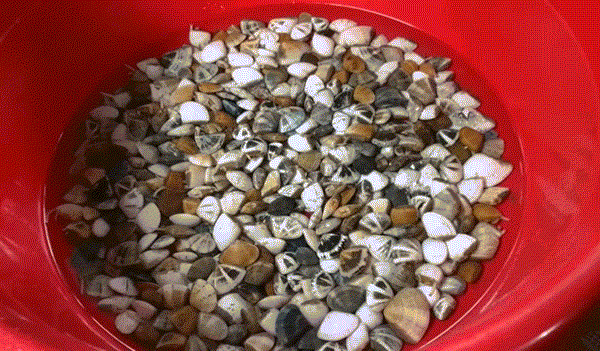 Sản vật 'trời ban' ở miền Tây có tên gọi lạ, nấu cháo hay canh đều ngọt thơm - 1