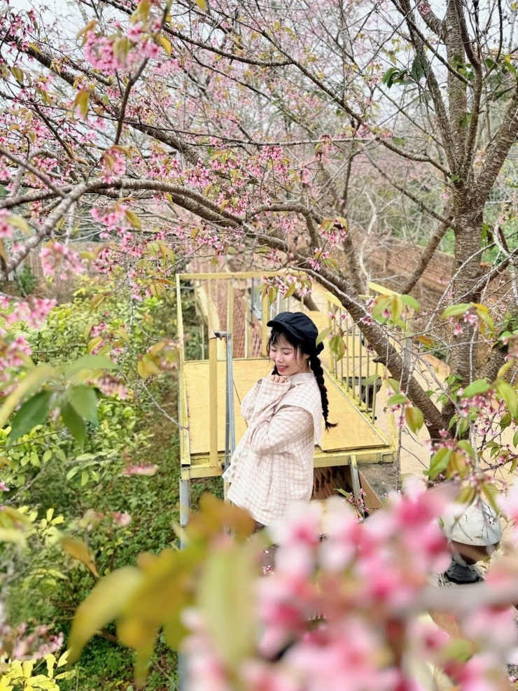 Ảnh: Hoa Cảnh Cao Nguyên - Mộc Châu