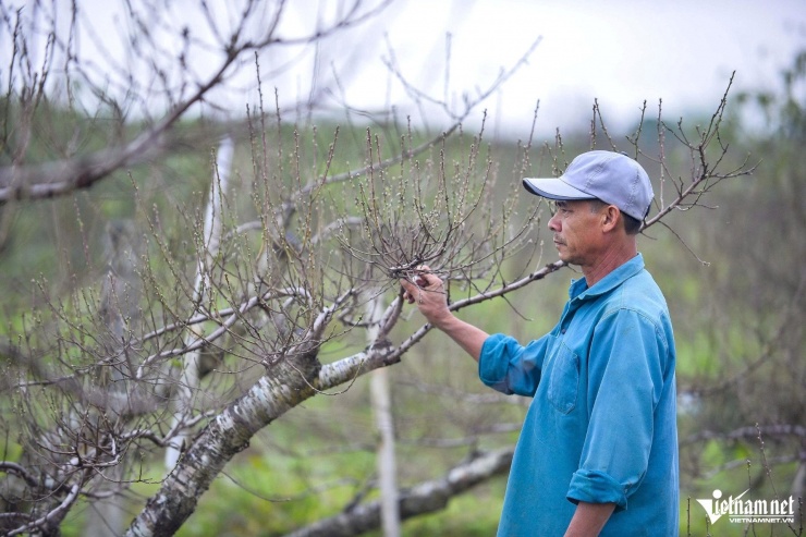Ông Quyết đang chăm sóc vườn đào của gia đình. Ảnh: Lê Dương