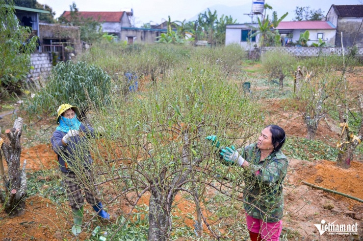 Người trồng đào ở Xuân Du đang tất bật xuống lá cho kịp thời vụ. Ảnh: Lê Dương