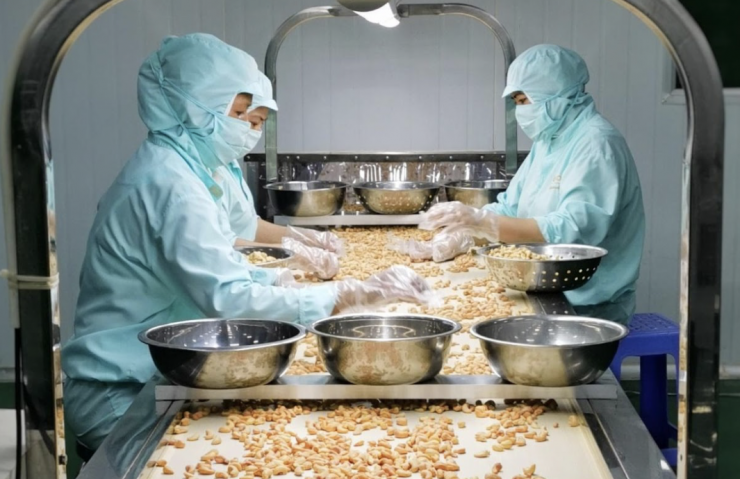 Kim ngạch xuất khẩu điều năm 2025 của Việt Nam đạt 5,23 tỷ USD. Ảnh: PAN