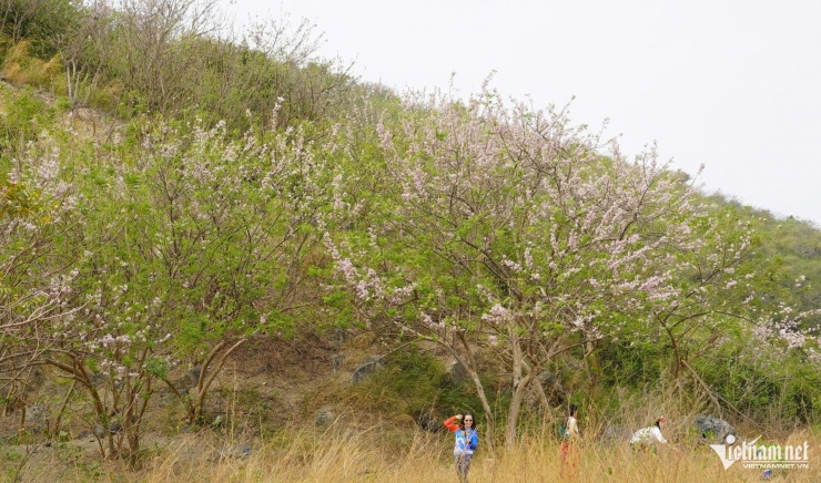 Hoa đỗ mai rực hồng trên đồi ở TPHCM, du khách rủ nhau đến 'săn' ảnh - 1