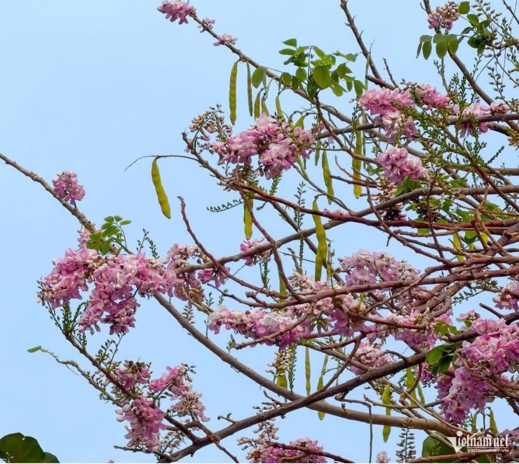 Hoa đỗ mai rực hồng trên đồi ở TPHCM, du khách rủ nhau đến 'săn' ảnh - 4