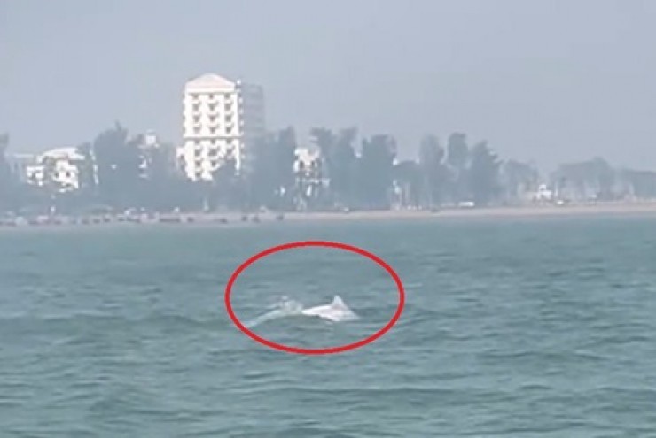 VIDEO: Đàn cá heo trắng "nhảy múa" ở biển Sầm Sơn
