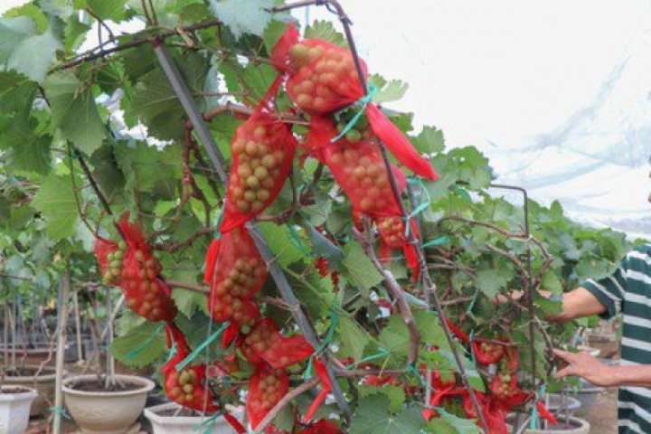 Nông dân Khánh Hòa tất bật hồi sinh nho cảnh đón Tết Nguyên đán 2026