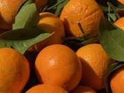 Tiểu thương “hé lộ” về nguồn gốc của một loại cam quen thuộc được người tiêu dùng Việt tiêu thụ mỗi ngày