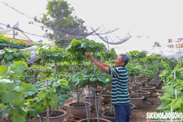 Nông dân Khánh Hòa nỗ lực hồi sinh những chậu nho cảnh, nho kiểng sau đợt mưa lũ xảy ra vào giữa tháng 11/2025 để kịp phục vụ thị trường Tết Nguyên đán 2026. Ảnh: Duy Ngọc.