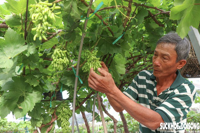 Những chùm nho móng tay trĩu quả chuẩn bị phục vụ thị trường Tết Nguyên đán 2026. Ảnh: Duy Ngọc.