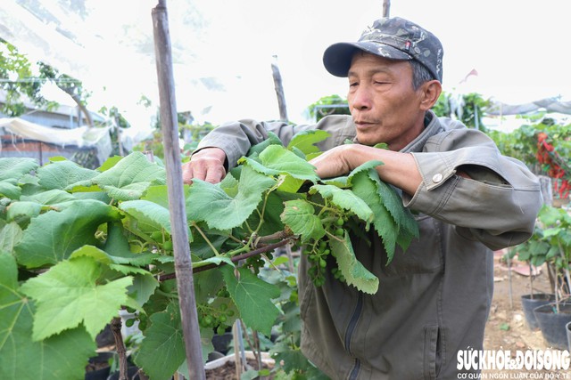 Dưới cái nắng nhẹ, hội viên HTX nho cảnh, nho kiểng A8 cẩn thận tỉa lá: Ảnh: Duy Ngọc
