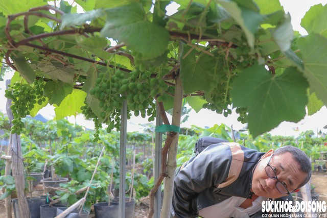 Theo nhiều thương lái, nho cảnh, nho kiểng của Khánh Hòa luôn được thị trường ưa chuộng vào mỗi dịp Tết bởi dáng đẹp, quả sai, bền và dễ chăm sóc. Ảnh: Duy Ngọc.