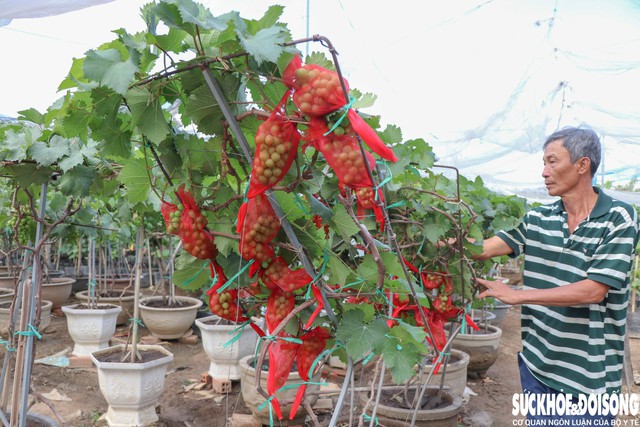 Giống nho Hàn Quốc được tạo kiểu phục vụ dịp Tết Nguyên đán. Ảnh: Duy Ngọc.