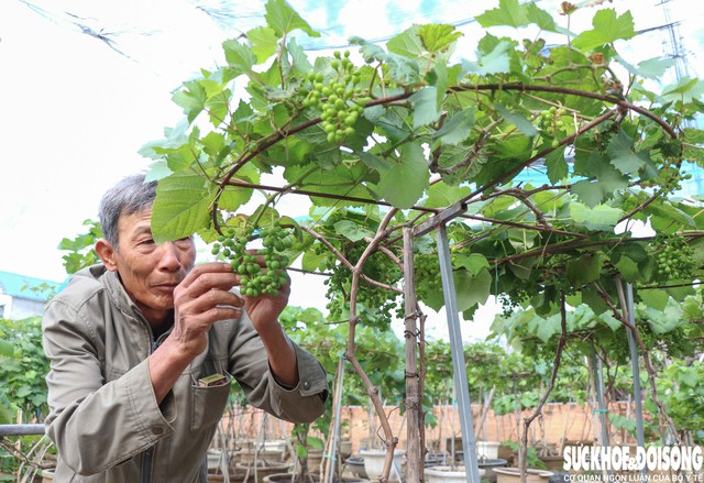 Nông dân Khánh Hòa nỗ lực hồi sinh những chậu nho cảnh trĩu quả để phục vụ thị trường Tết. Ảnh: Duy Ngọc.