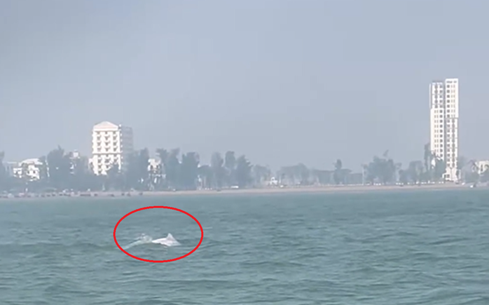 Hình ảnh cá heo trẳng "nhảy múa" ở biển Sầm Sơn