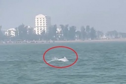 VIDEO: Đàn cá heo trắng "nhảy múa" ở biển Sầm Sơn