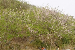 Hoa đỗ mai rực hồng trên đồi ở TPHCM, du khách rủ nhau đến 'săn' ảnh