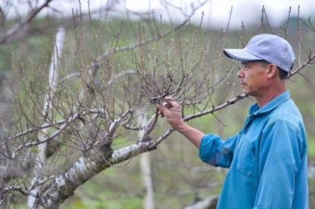 Chưa kịp xuống lá, vườn đào phai ở Thanh Hoá đã được thương lái chốt đơn