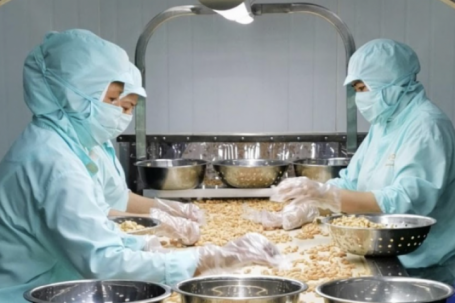 Nhập khẩu hạt điều lập kỷ lục, ngành hàng tỷ USD thành xưởng gia công cho châu Phi