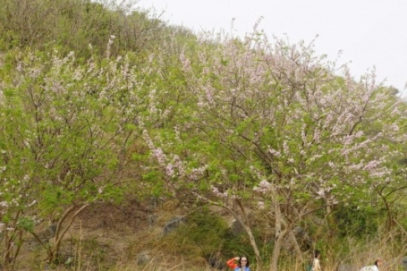 Hoa đỗ mai rực hồng trên đồi ở TPHCM, du khách rủ nhau đến 'săn' ảnh