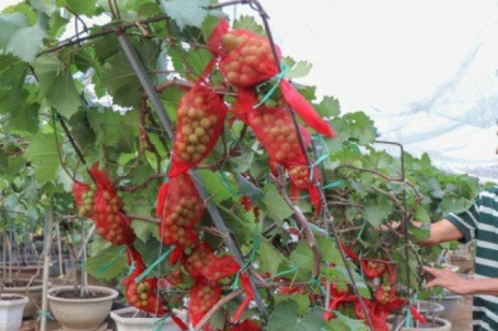 Nông dân Khánh Hòa tất bật hồi sinh nho cảnh đón Tết Nguyên đán 2026