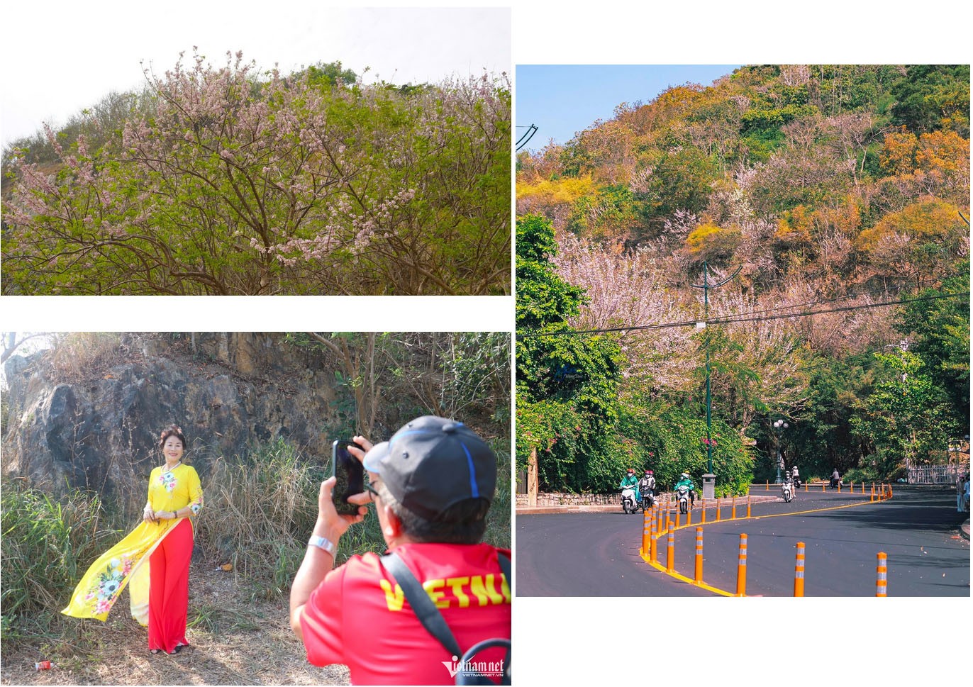 Hoa đỗ mai rực hồng trên đồi ở TPHCM, du khách rủ nhau đến 'săn' ảnh - 7