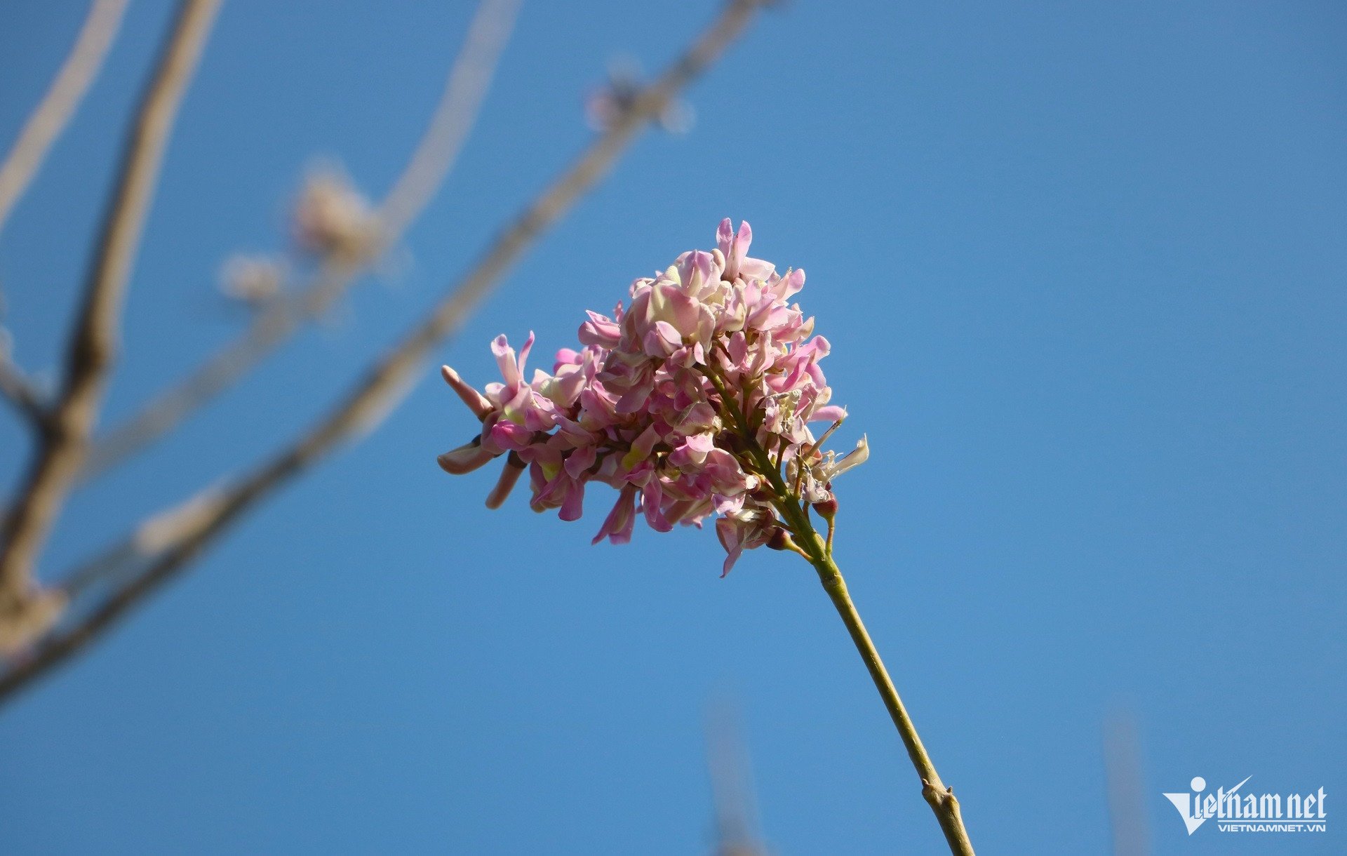 Hoa đỗ mai rực hồng trên đồi ở TPHCM, du khách rủ nhau đến 'săn' ảnh - 6