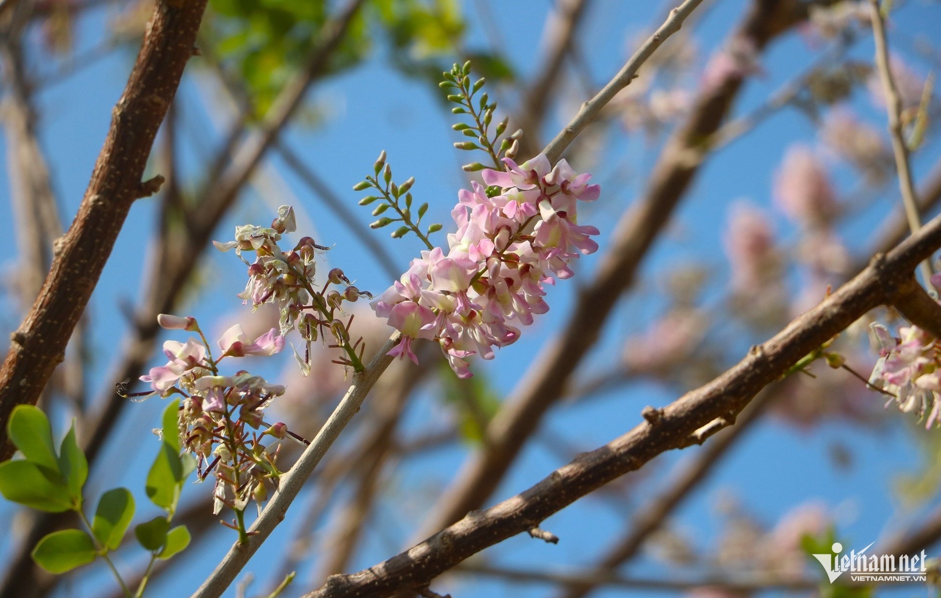 Hoa đỗ mai rực hồng trên đồi ở TPHCM, du khách rủ nhau đến 'săn' ảnh - 5