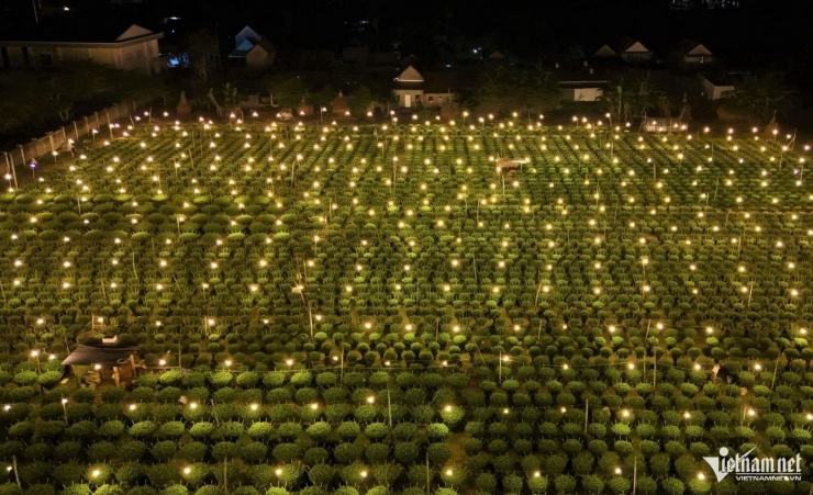 Nông dân thường sử dụng loại bóng đèn huỳnh quang loại nhỏ với công suất 15-20W, giúp điều tiết sinh trưởng cho hoa cúc.