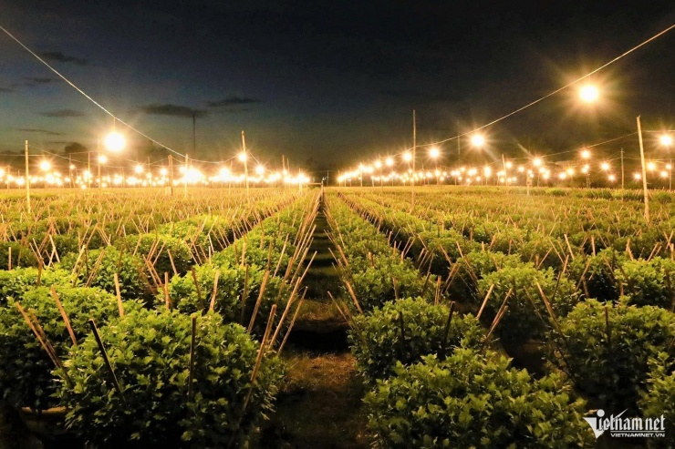 Việc thắp đèn giúp cúc phát triển đều, nở hoa đúng thời điểm mà chủ vườn mong muốn.