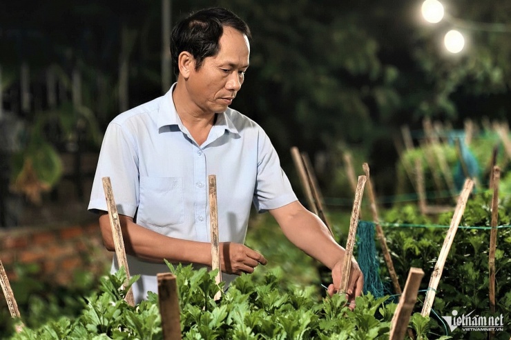 Người trồng hoa canh từng ngày, giữ từng chậu cúc để bảo đảm hoa nở đúng dịp Tết.