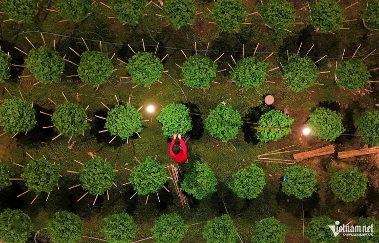 Hầu hết các vườn thắp đèn đều trồng hoa cúc, được người dân canh thời điểm cho hoa nở dựa trên kinh nghiệm nhiều năm.