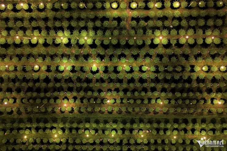 Thủ phủ hoa cúc miền Trung chong đèn xuyên đêm, 'đánh thức' hoa nở kịp Tết - 8