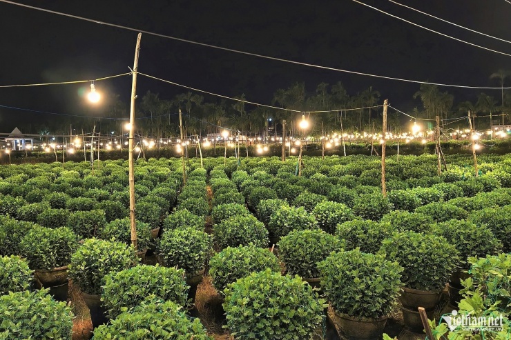 Thủ phủ hoa cúc miền Trung chong đèn xuyên đêm, 'đánh thức' hoa nở kịp Tết - 9