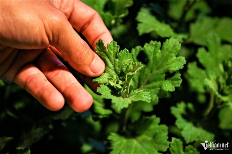 Do thời gian nắng trong ngày không đủ, người trồng phải chong đèn để kéo dài thời gian chiếu sáng, giúp hoa cúc phát triển thân, lá.