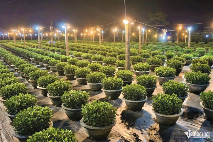 Việc có hoa nở đúng vào dịp Tết là một quá trình vất vả và đòi hỏi sự chăm sóc tỉ mỉ.