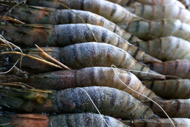 Tôm đông lạnh vẫn là nguồn thực phẩm giàu dinh dưỡng nếu được cấp đông, bảo quản và chế biến đúng cách