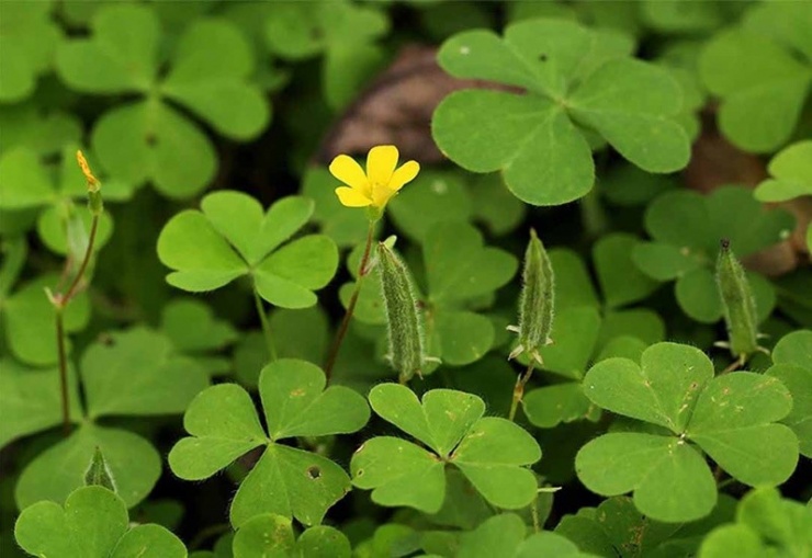 Theo y học cổ truyền, me đất có vị chua, tính mát, không độc, có tác dụng thanh nhiệt, sát trùng, lợi tiểu