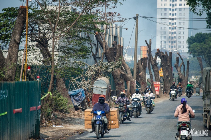 Cảnh 'bứng' hàng trăm cây xà cừ cổ thụ mở rộng đường huyết mạch ở Hà Nội - 4