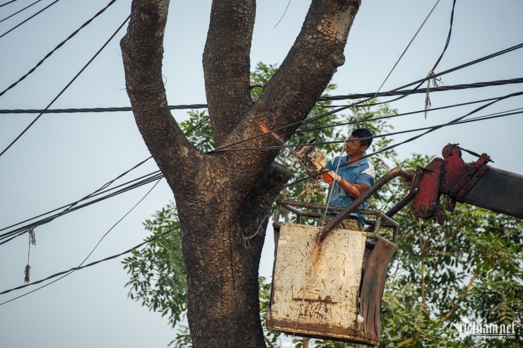 Cảnh 'bứng' hàng trăm cây xà cừ cổ thụ mở rộng đường huyết mạch ở Hà Nội - 5